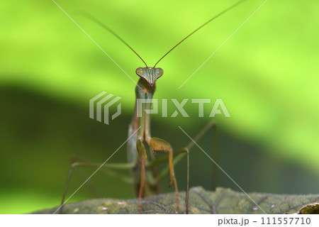 キュウリ棚に住みついた緑色のカマキリ キュウリ棚に住みついた緑色のカマキリ 111557710