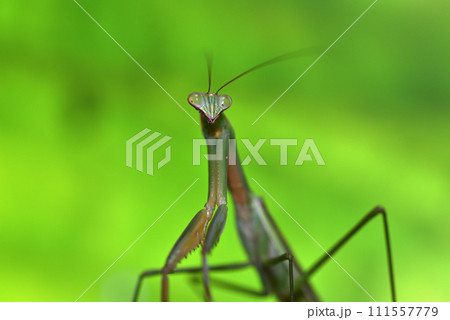 キュウリ棚に住みついた緑色のカマキリ 111557779