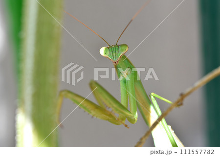 キュウリ棚に住みついた緑色のカマキリ キュウリ棚に住みついた緑色のカマキリ 111557782