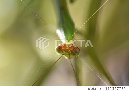 キュウリ棚に住みついた緑色のカマキリ キュウリ棚に住みついた緑色のカマキリ 111557783