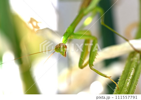 キュウリ棚に住みついた緑色のカマキリ キュウリ棚に住みついた緑色のカマキリ 111557791