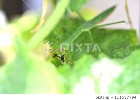 キュウリ棚に住みついた緑色のカマキリ キュウリ棚に住みついた緑色のカマキリ 111557794