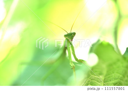 キュウリ棚に住みついた緑色のカマキリ 111557801