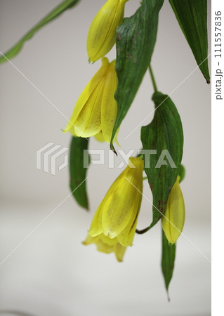 キバナホウチャクソウの花 111557836