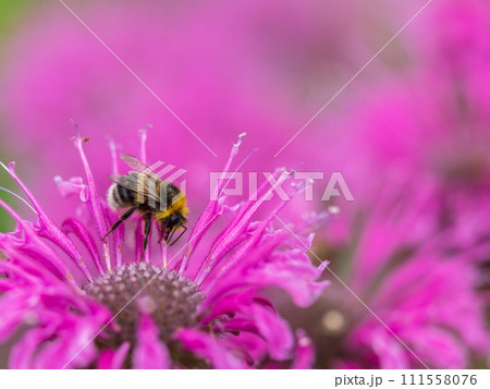 Bumblebee collecting nectar from monarda flower macro photography on a summer day. 111558076