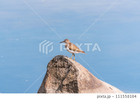 Common sandpiper, Actitis hypoleucos, resting lake shore under raindrops. 111558104