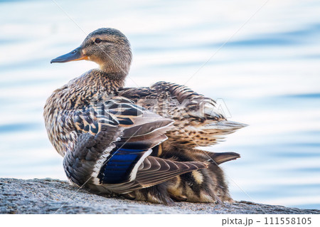 Adult duck with many ducklings sits on green shore of pond 111558105