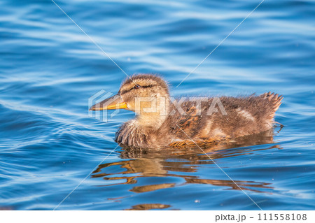 Cute little duckling swimming alone in a lake or river with calm water Cute little duckling swimming alone in a lake or river with calm water 111558108