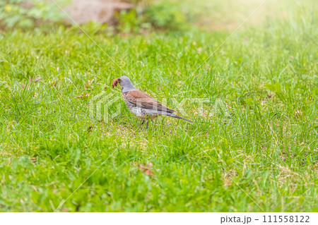 Wood bird Fieldfare, Turdus pilaris, on a sprng lawn. 111558122