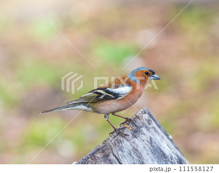 Common chaffinch, Fringilla coelebs, sits on a tree. Common chaffinch in wildlife. Common chaffinch, Fringilla coelebs, sits on a tree. Common chaffinch in wildlife. 111558127