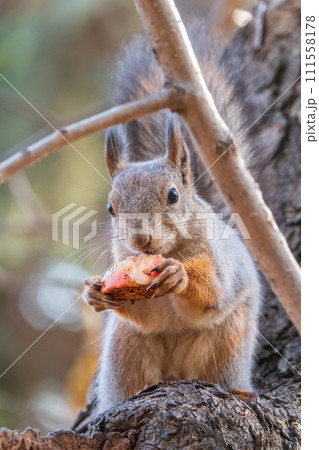 The squirrel with nut sits on tree in the autumn. Eurasian red squirrel, Sciurus vulgaris. 111558178