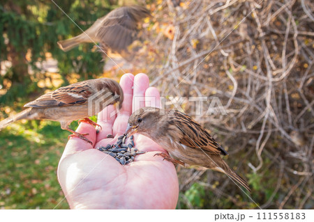 Sparrow eats seeds from a man's hand Sparrow eats seeds from a man's hand 111558183