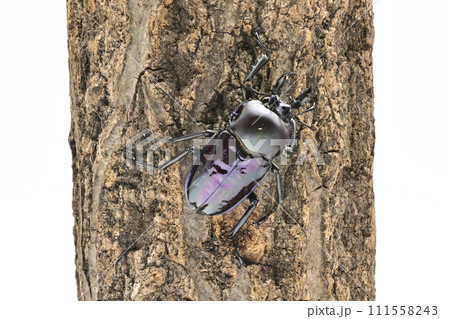 ニジイロクワガタ 111558243