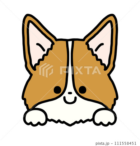 ひょっこり顔を出すかわいいコーギー 111558451