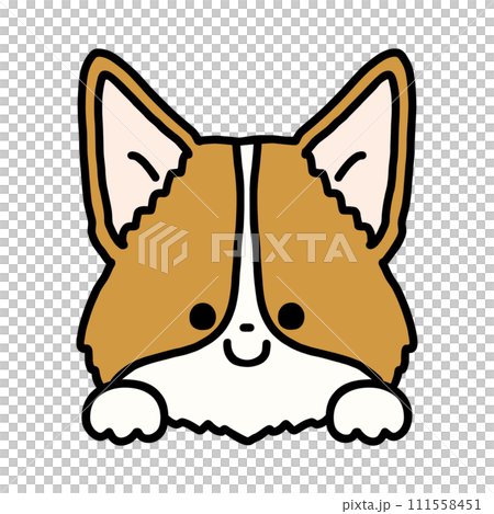 ひょっこり顔を出すかわいいコーギー 111558451