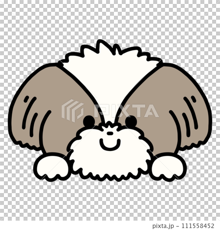 Cute Shih Tzu peeking out 111558452