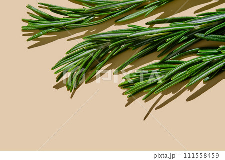 Fresh rosemary on a beige background. 111558459