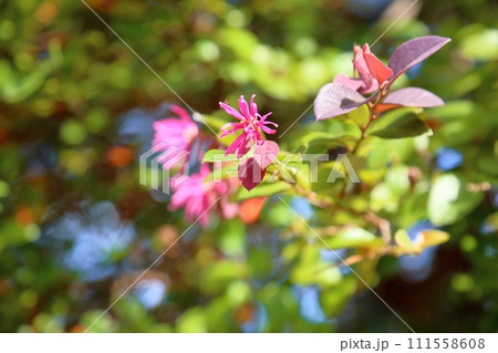 ベニバナトキワマンサクの花 ベニバナトキワマンサクの花 111558608