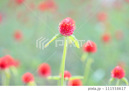 センニチコウの花 センニチコウの花 111558617