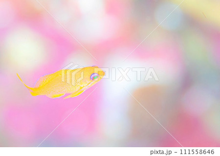 最推し 最推し 111558646