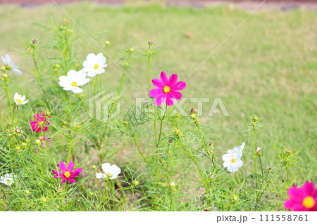 コスモスの花 111558761