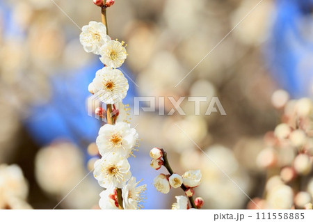白い梅の花 白い梅の花 111558885