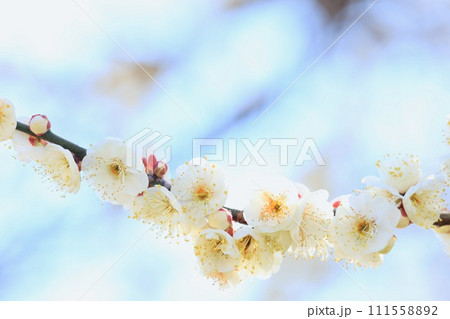 白い梅の花 111558892