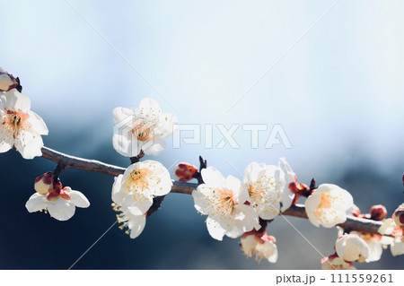 白い梅の花 111559261