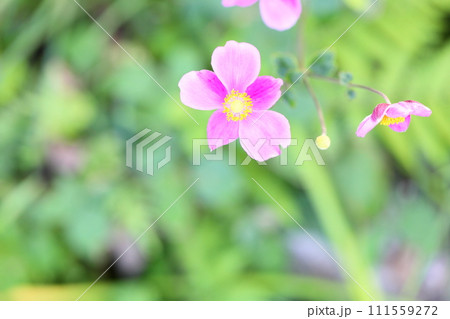 シュウメイギクの花 111559272