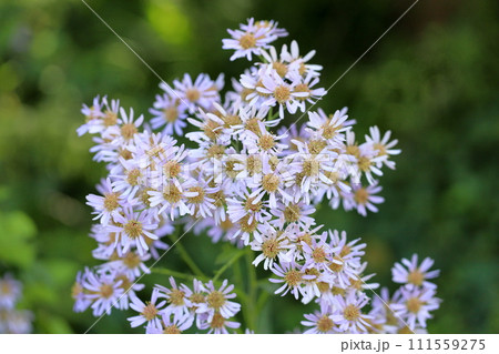 シオンの花 111559275