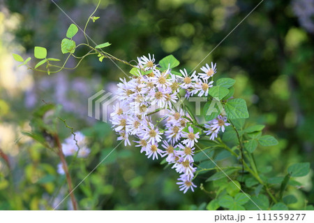 シオンの花 111559277