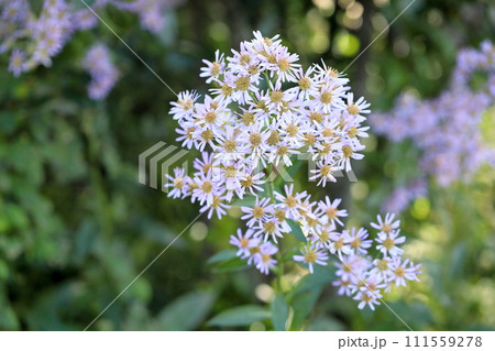 シオンの花 シオンの花 111559278