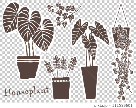 葉子植物 111559601