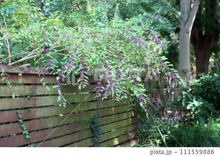 コムラサキの実 111559886