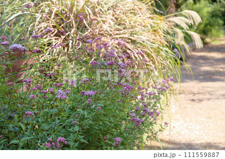 フジバカマの花 111559887