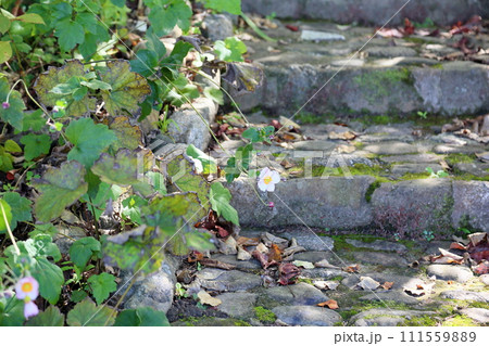 シュウメイギクの花 111559889