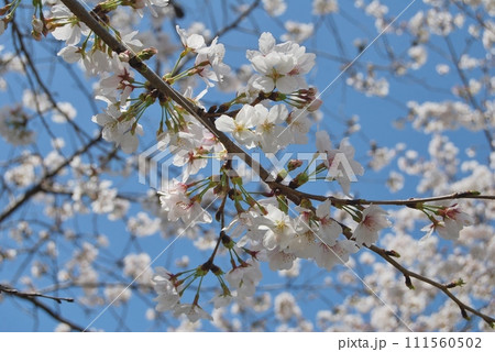 満開の桜 満開の桜 111560502