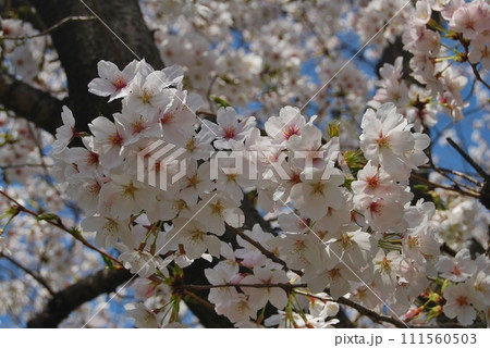 満開の桜 満開の桜 111560503