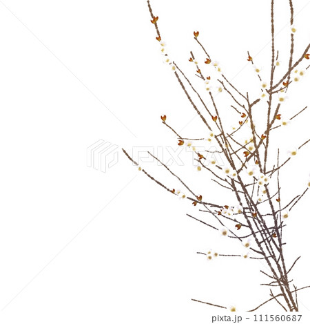 白い木瓜の花 111560687