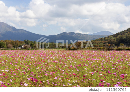 山中湖　花の都公園のコスモス畑風景 111560765