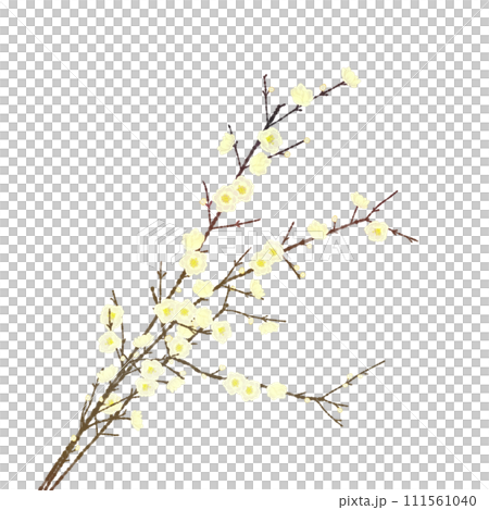 白蠟梅花 111561040