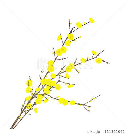 蝋梅の花 111561042