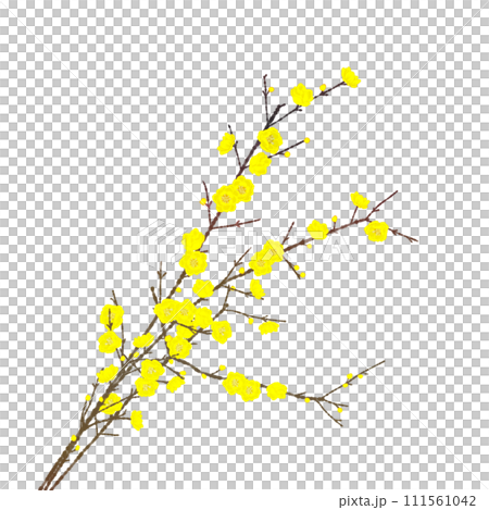 蝋梅の花 111561042