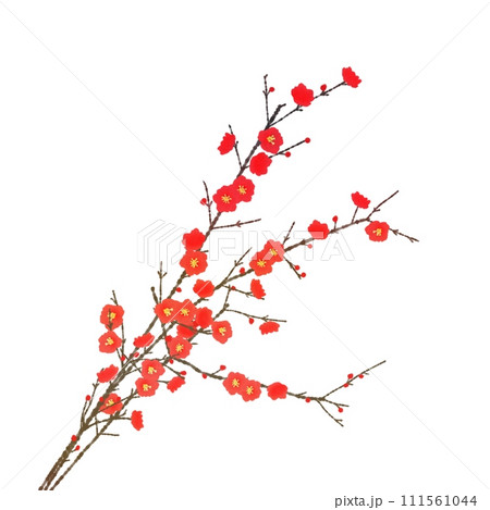 赤い蝋梅の花 111561044