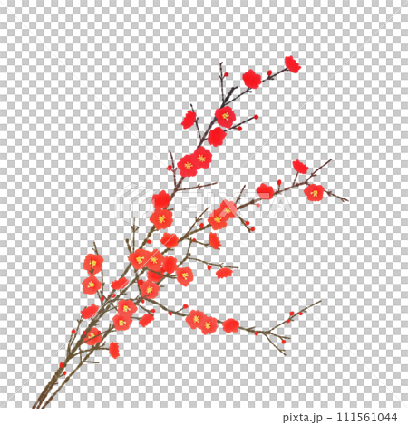 赤い蝋梅の花 111561044