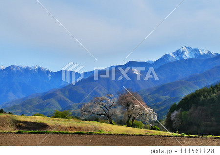 サクラ　ヤマザクラ 111561128