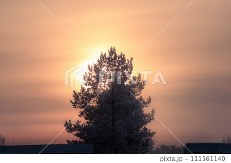 A highly contrasting sunset shot with clouds and the contours of a pine tree on the horizon. A highly contrasting sunset shot with clouds and the contours of a pine tree on the horizon. 111561140