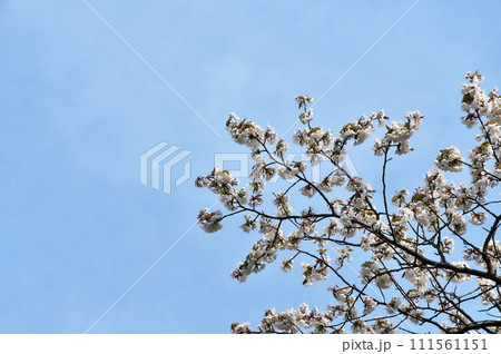 サクラ　ヤマザクラ 111561151