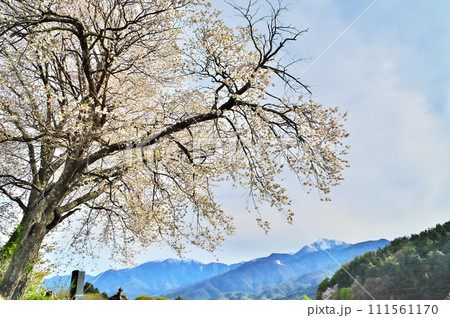サクラ　ヤマザクラ 111561170