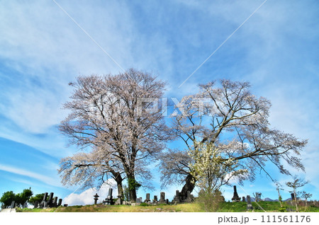 サクラ　ヤマザクラ 111561176